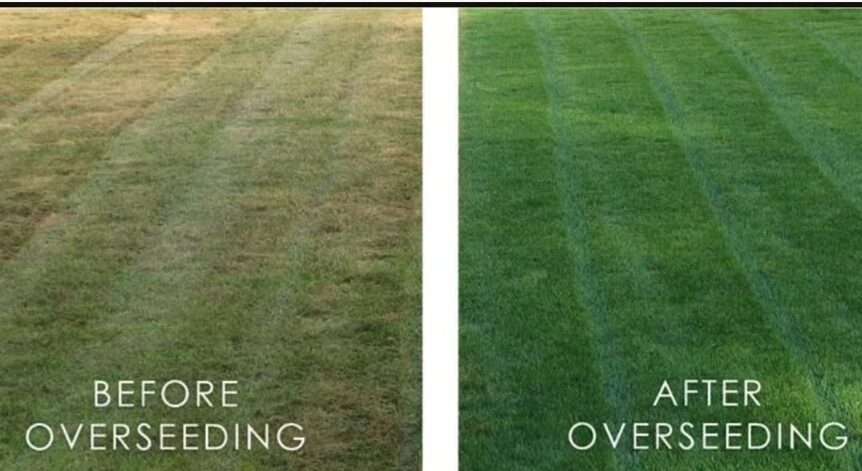 Landscape Maintenance Overseeding